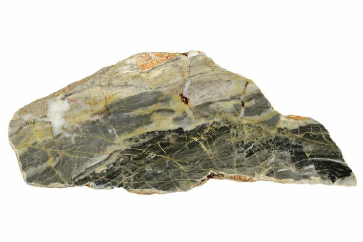 Polished Linella Avis Stromatolite - Million Years #180042